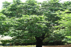 Pleiogynium solandri